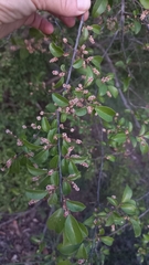 Hymenocardia ulmoides