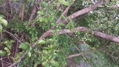 Hymenocardia ulmoides