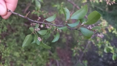 Hymenocardia ulmoides