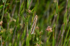 Corynophora lativittalis