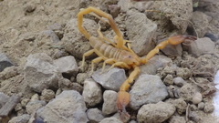 Hemiscorpius acanthocercus