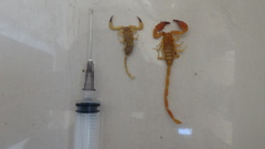 Hemiscorpius enischnochela