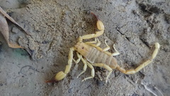 Hemiscorpius enischnochela