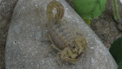 Mesobuthus kirmanensis