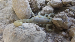 Mesobuthus phillipsi