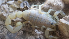 Mesobuthus phillipsi