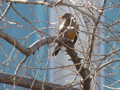 Turdus smithi