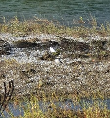 Threskiornis aethiopicus