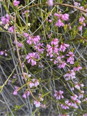 Erica chlamydiflora