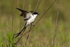 Tyrannus savana