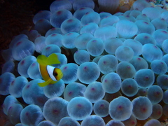 Amphiprion bicinctus