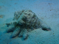 Lambis truncata sebae