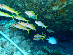 Mulloidichthys vanicolensis