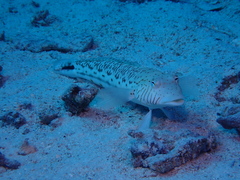 Parapercis hexophtalma