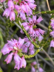 Erica chlamydiflora