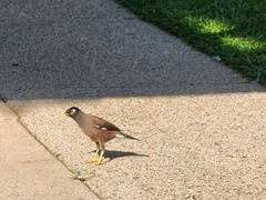 Acridotheres tristis