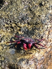 Grapsus adscensionis