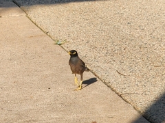 Acridotheres tristis
