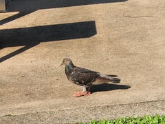 Columba livia domestica