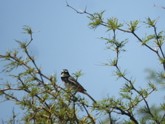 Microspingus torquatus