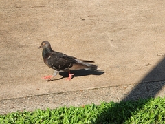 Columba livia domestica
