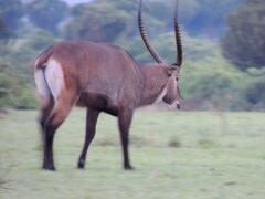 Kobus ellipsiprymnus defassa