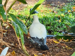 Ducula spilorrhoa