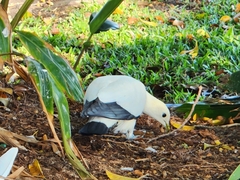 Ducula spilorrhoa