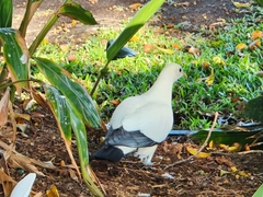 Ducula spilorrhoa