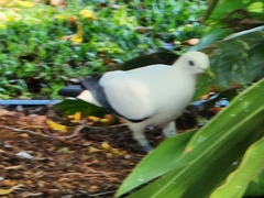 Ducula spilorrhoa