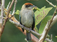 Stilpnia vitriolina