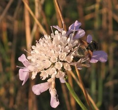 Scabiosa
