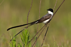 Tyrannus savana