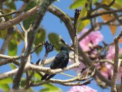 Anthracothorax nigricollis