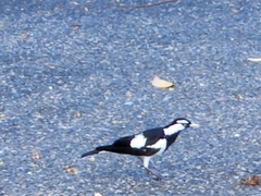 Grallina cyanoleuca