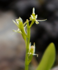 Liparis loeselii
