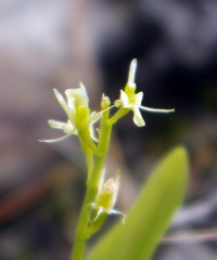 Liparis loeselii