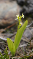 Liparis loeselii