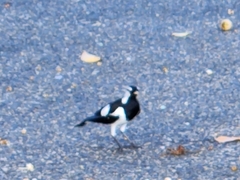Grallina cyanoleuca