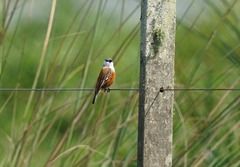 Sporophila palustris