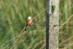 Sporophila palustris