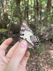 Charaxes sempronius