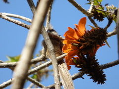 Colius striatus minor