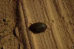 Kinosternon scorpioides