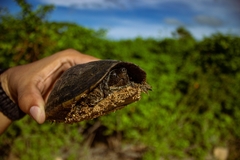 Kinosternon scorpioides