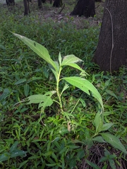 Persicaria attenuata