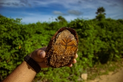 Kinosternon scorpioides