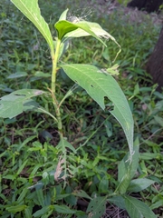 Persicaria attenuata