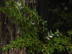 Larrea nitida