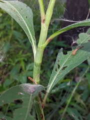 Persicaria attenuata